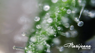5 best cannabis for interstitial cystitis