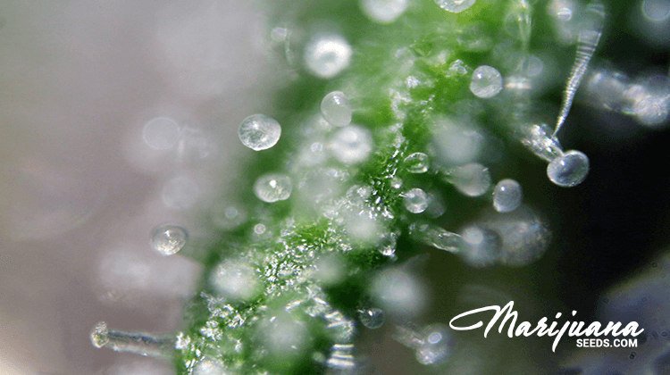 5 best cannabis for interstitial cystitis