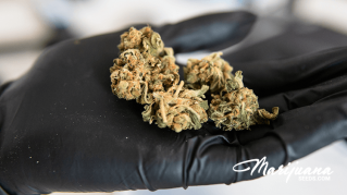 5 cannabis strains for friedreichs ataxia