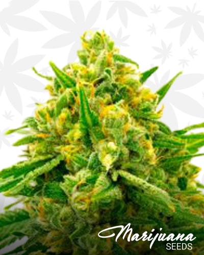 Afghani Hawaiian x laos x Jamaica min 1