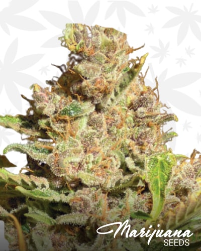 Alien Gorilla Glue min 1