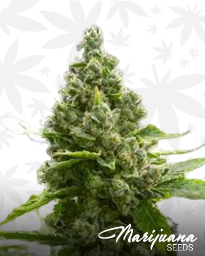 Amnesia Blue Head Band min 1