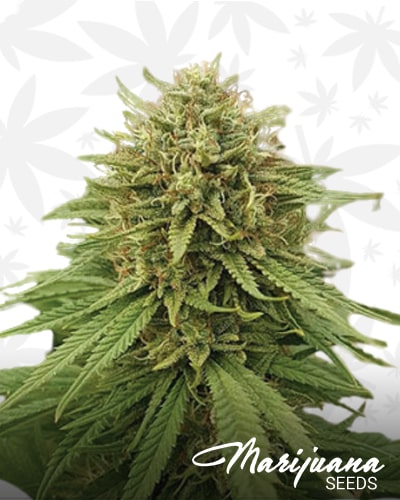 Amnesia x Nicole Kush min 1