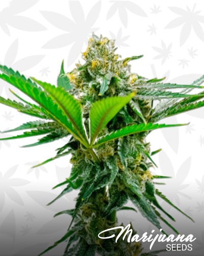 Auto CBD Cheese min 1