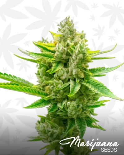 Auto CBD Critical Mass min 1