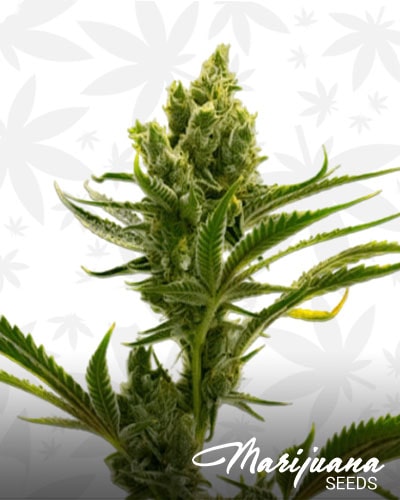 Auto CBD Haze min 4