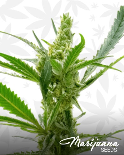 Auto CBD Kush min 2