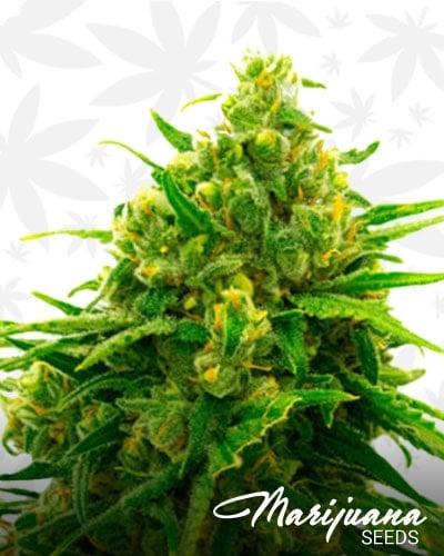 Auto CBD White Widow min
