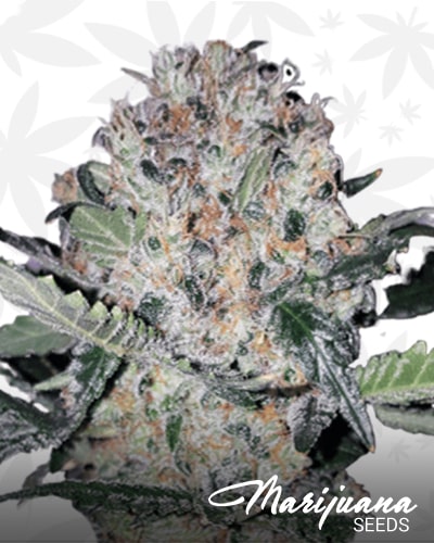 Black Domina x Scotts OG min