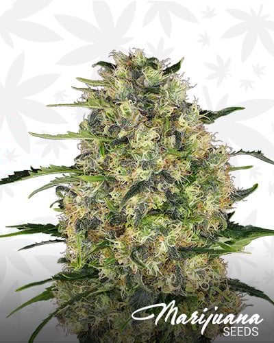 Black Dominia