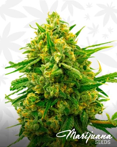 Blue Head Band min 1