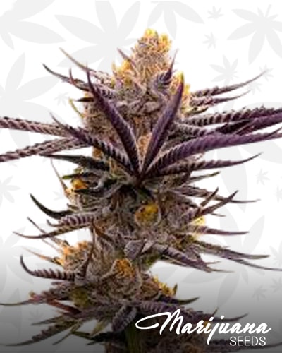 Blueberry Badazz OG min