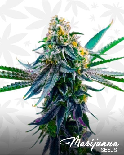 Blueberry x Big Bud min