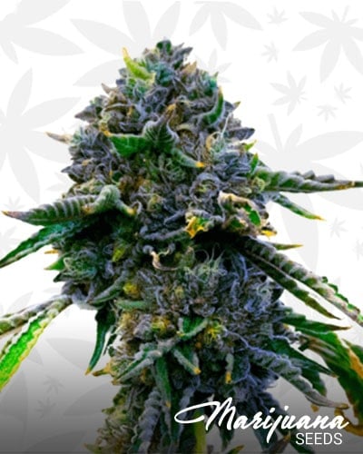 Blueberry x Lemon Haze min