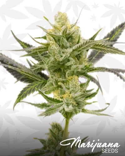 Blueberry x Mazar min