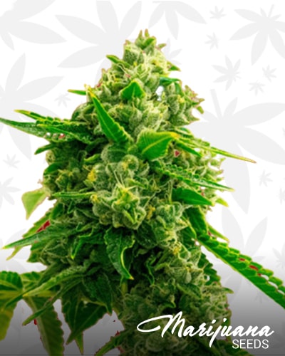 Bruce Banner 2.0 min 2