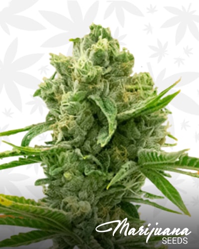 Bruce Banner x Carmen min 2