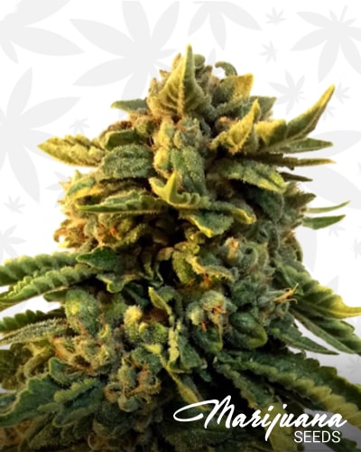 Bruce Banner x Chocolope min 2