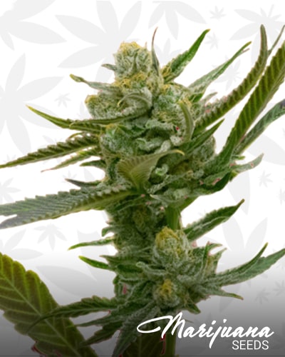 Bruce Banner x Kali Mist min 1