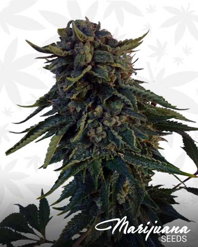 Bruce Banner x White Russian
