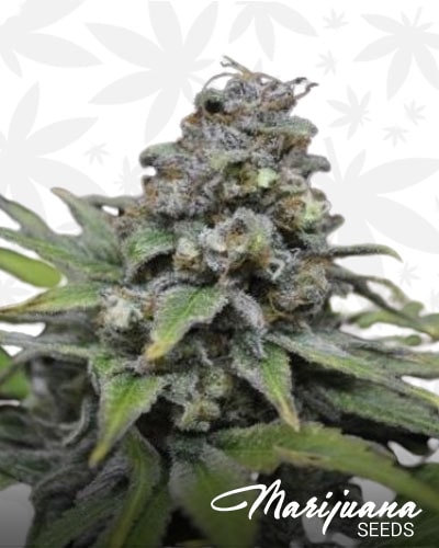 CBD Critcal Mass min 1