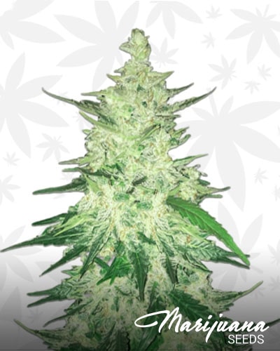 CBD Diesel min