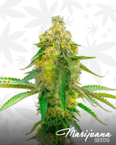 CBD Fruit Cheese Cream Cheese min 1