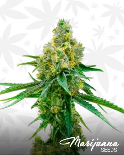 CBD Harlequin min 1