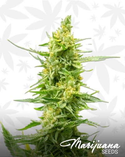 CBD Strawberry Kush min 2