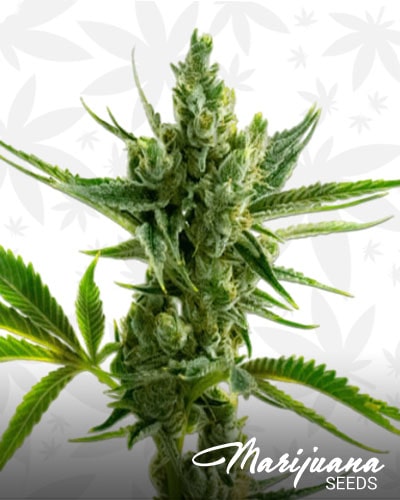 CBD Super Silver min