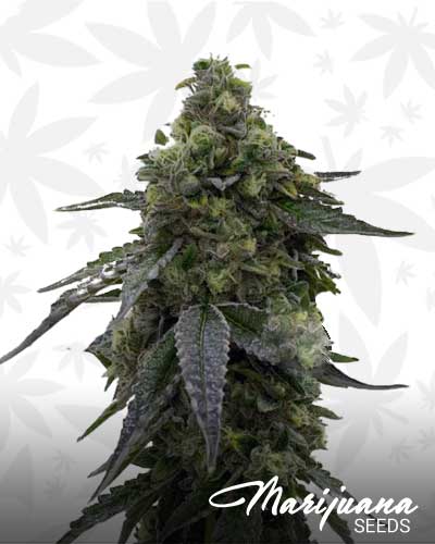 CBD Tangie Kush Marijuana Seeds