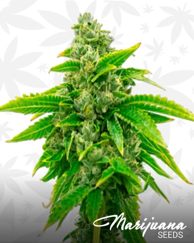 CBD1 CA Ratio min 1