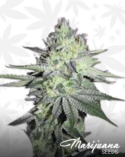 Chemdog min 1