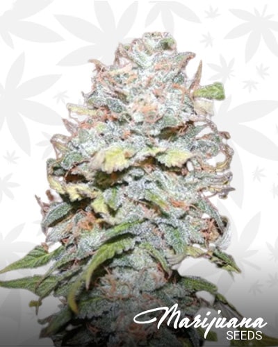 Chocolope x Candy min 1