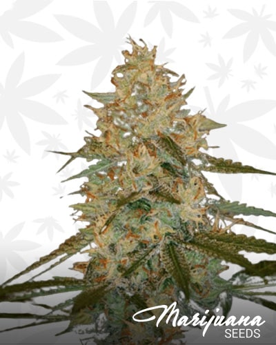 Chocolope x Kush min 3