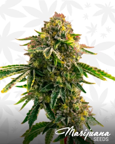 Cinderella99 x Amnesia Haze min 1