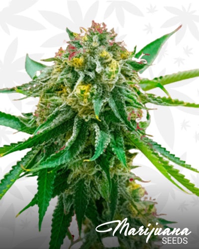 Cinderella99 x Early Skunk min 1
