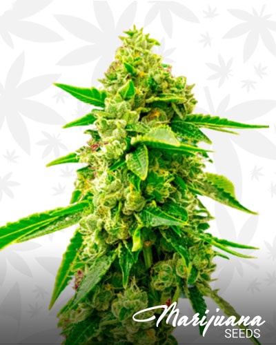 Cinderella99 x Lemon Pie min 1