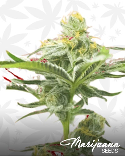 Cinderella99 x Somango min 1