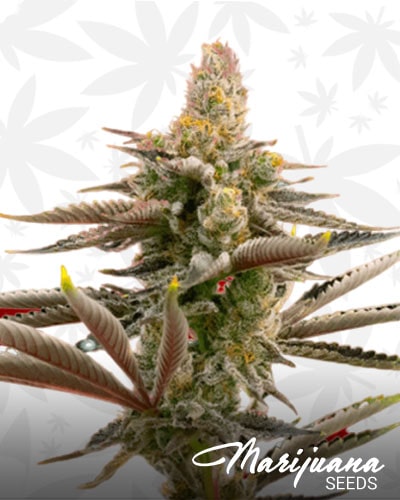 Cinderella99 x Tangilope min 1