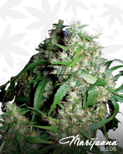 Critical Fast Bud min