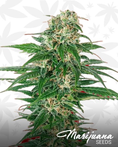 Early Skunk x N.L. min 1