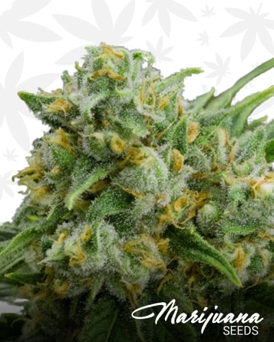 Grape Stompin Crack min 1