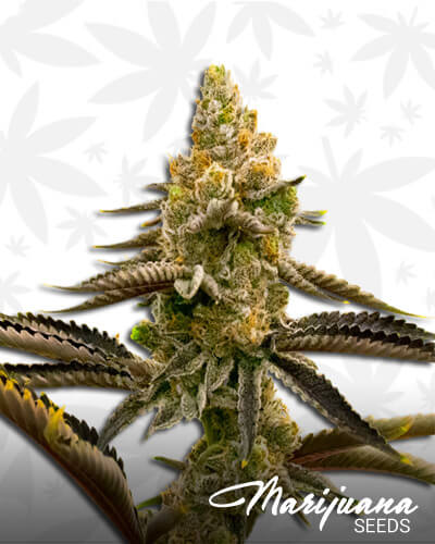 Green Crack x Super Silver H