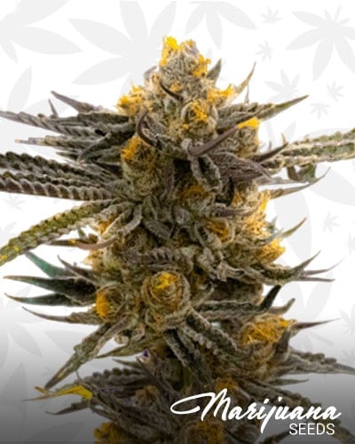 Haze XL min