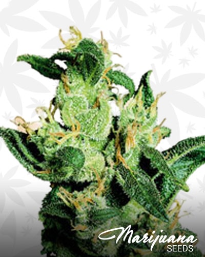 Jack Herer min