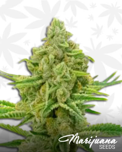 Kosher Kush x Tangerine