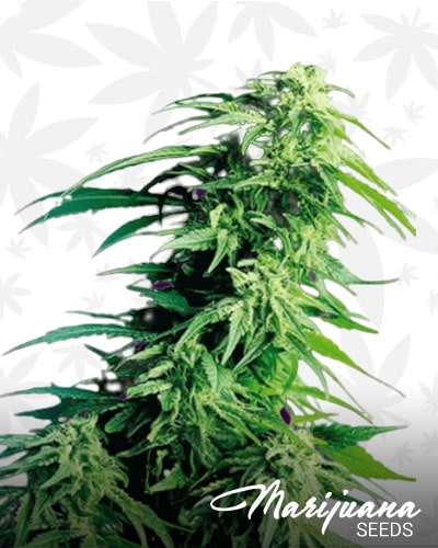 Kush XL min 1