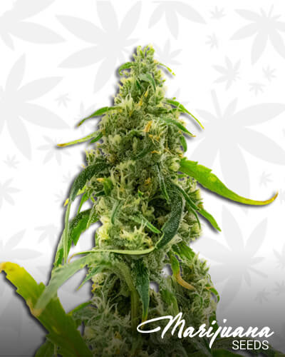 LA Confidential x Afghan Kush