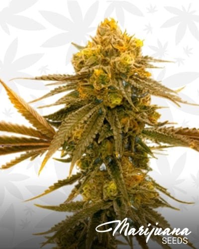 Mandarine min 1